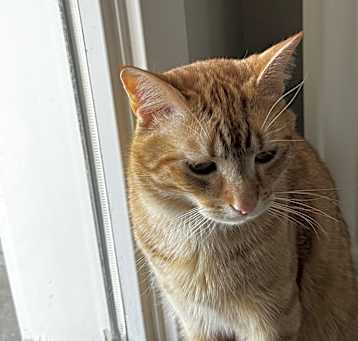 Photo of Momo