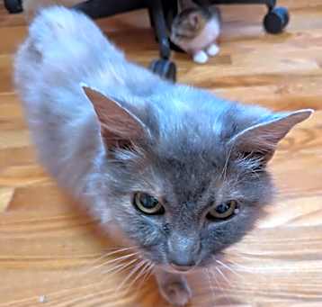 Photo of Lark