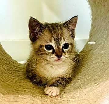 Photo of Joy (Kitten 1)