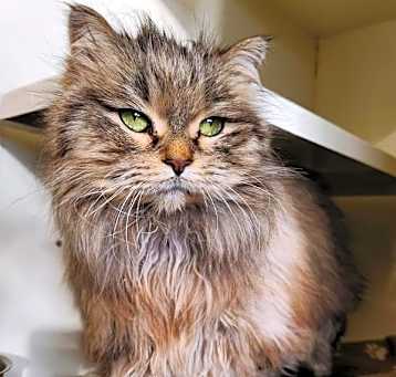 Photo of Louella