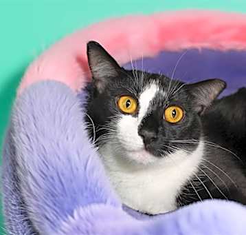 Photo of PEPA