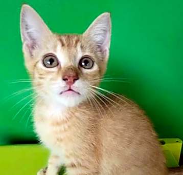 Photo of Sunny