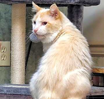 Photo of Snowflake (FIV+)