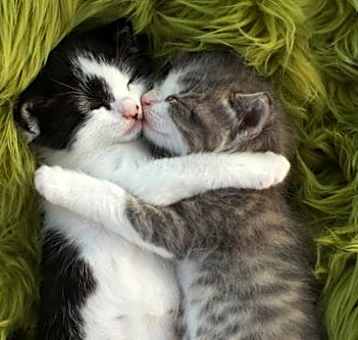 Photo of Kittens