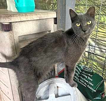 Photo of Shadow