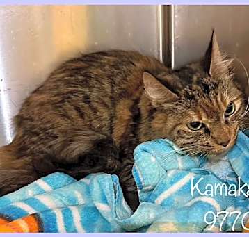 Photo of KAMAKAZI