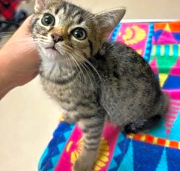 Photo of Emerald