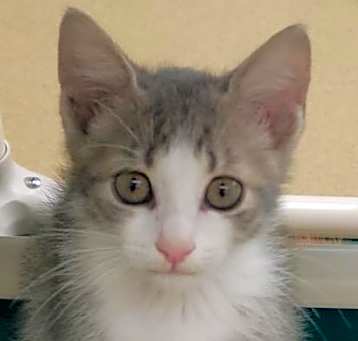 Photo of Mickey