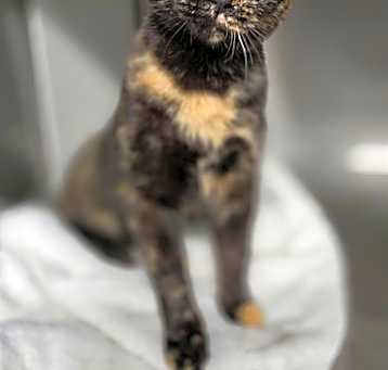 Photo of PEBBLES