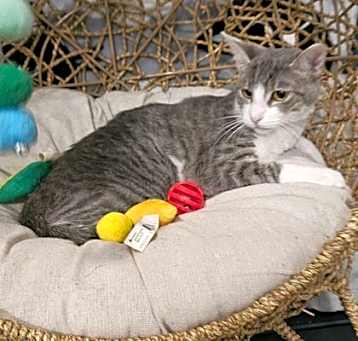 Photo of Luna Bug @ PetSmart