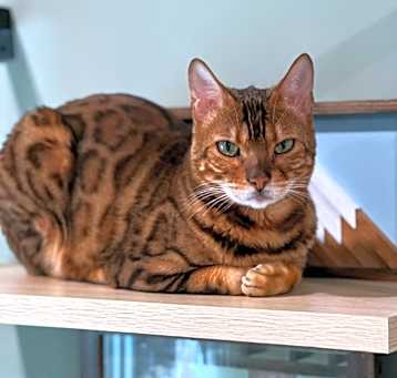 Photo of Mowgli
