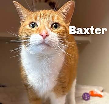 Photo of Baxter 250334