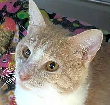 Photo of Dexter