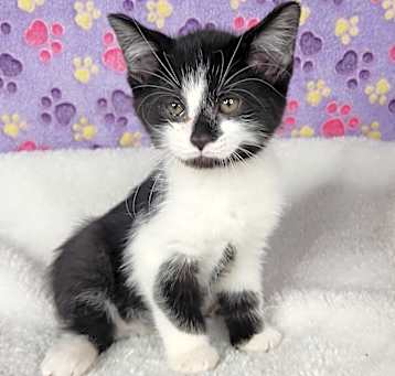 Photo of Skunk