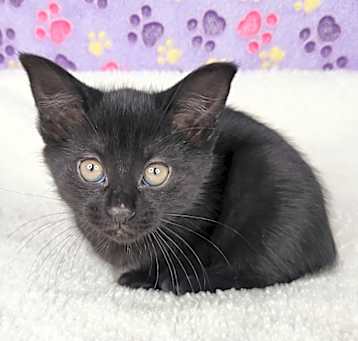 Photo of Millie Mae