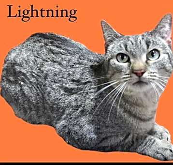 Photo of Lightning Bug