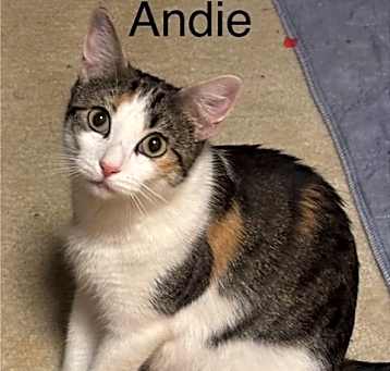 Photo of Andie