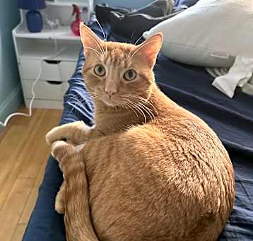 Photo of taz