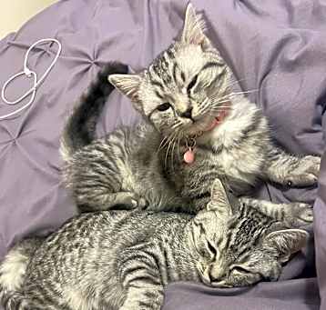 Photo of Cleo & Daisy