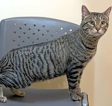 Photo of TIGGER
