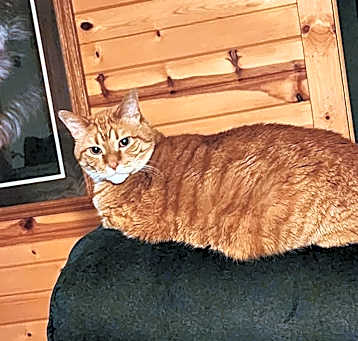 Photo of Oshi