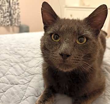 Photo of Grayson