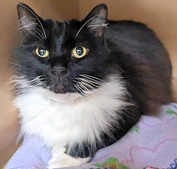 Photo of Tux