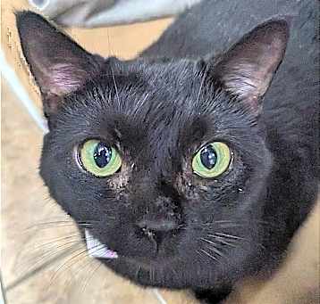 Photo of Shadow