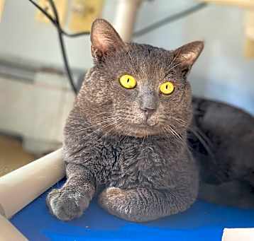 Photo of Hector