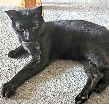 Photo of D'artagnan