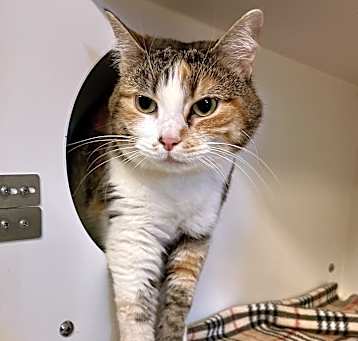 Photo of Willow