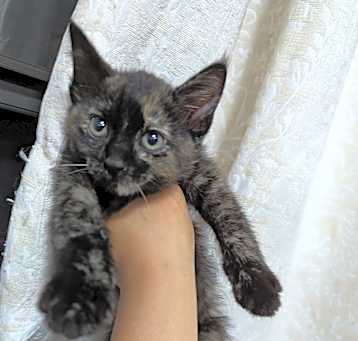 Photo of Luna