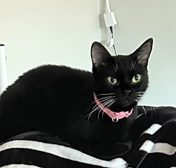 Photo of Luna
