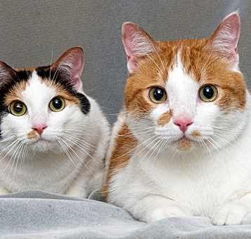 Photo of Pumpkin & Toffee