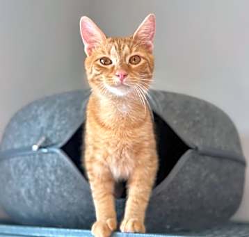 Photo of Linc