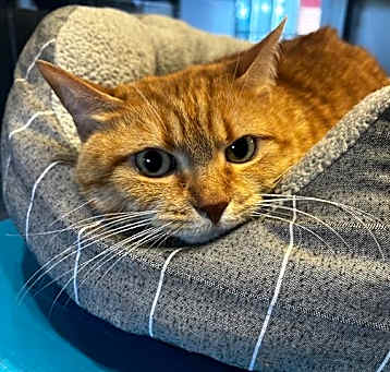 Photo of LILY