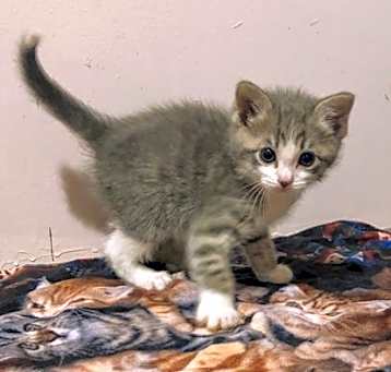 Photo of Thor