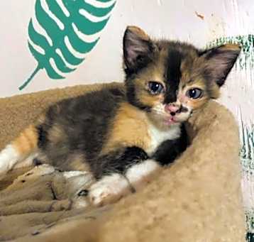 Photo of Delilah