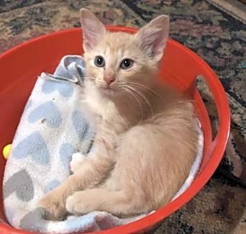Photo of Samson