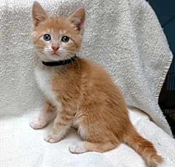 Photo of Finnigan