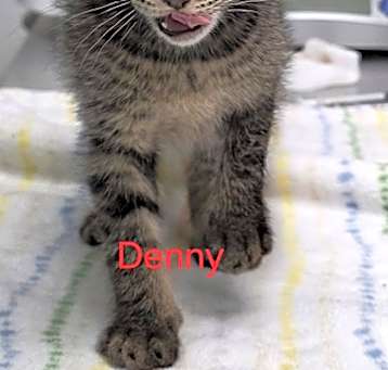 Photo of Denny