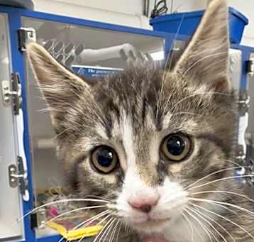 Photo of Kit