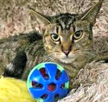Photo of Val @ PetSmart