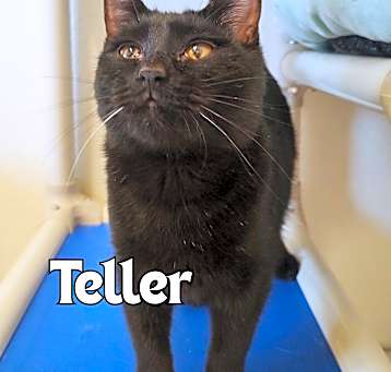 Photo of Teller