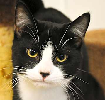 Photo of Scout
