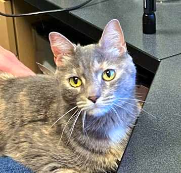 Photo of Gracie
