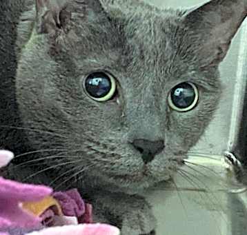 Photo of Snickerdoodle 