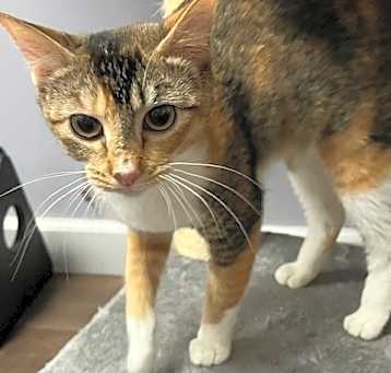 Photo of Sadie