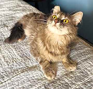 Photo of Honey
