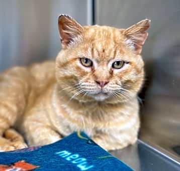 Photo of Otis